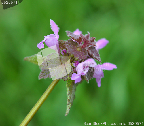 Image of Lamium purpureum