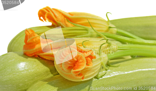 Image of Yellow courgette blossoms