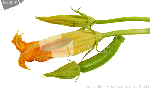 Image of Yellow courgette blossoms