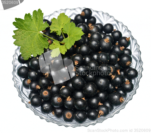 Image of Blackcurrant