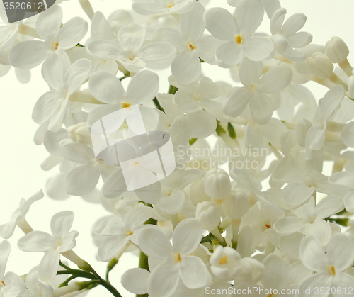 Image of White Lilac