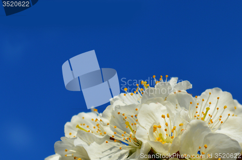 Image of Spring