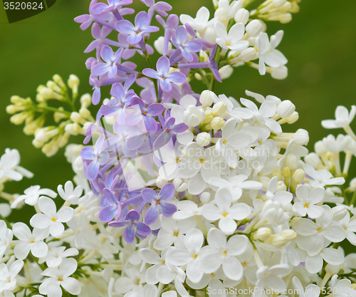Image of Lilac