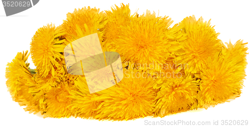 Image of Dandelion