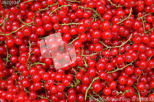 Image of Redcurrant