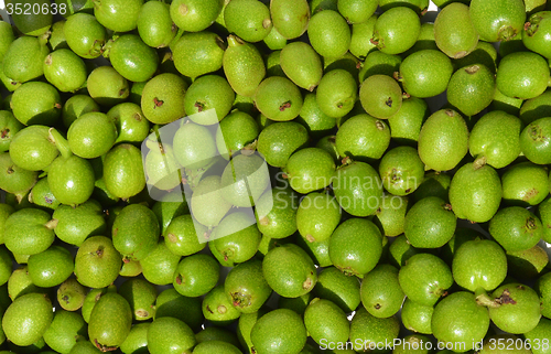 Image of Green young walnuts
