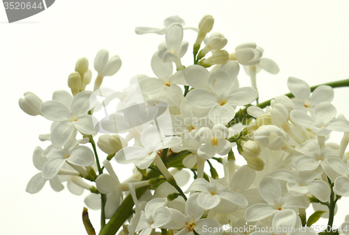 Image of White Lilac