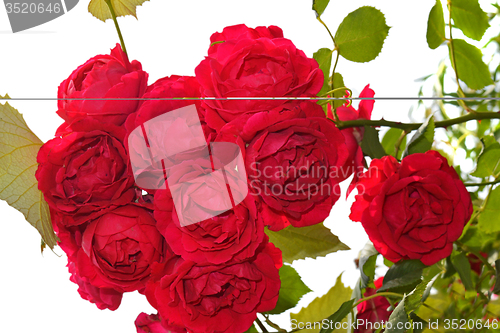 Image of Red rose