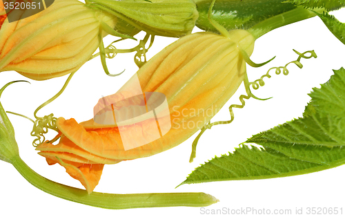 Image of Yellow courgette blossoms with tendril