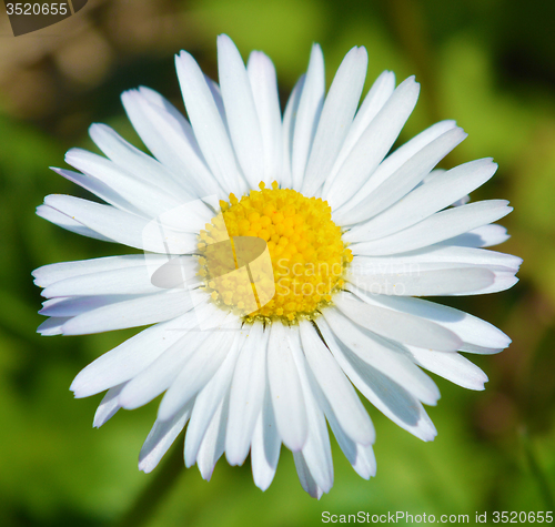 Image of Daisy