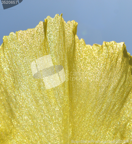 Image of Iris flower