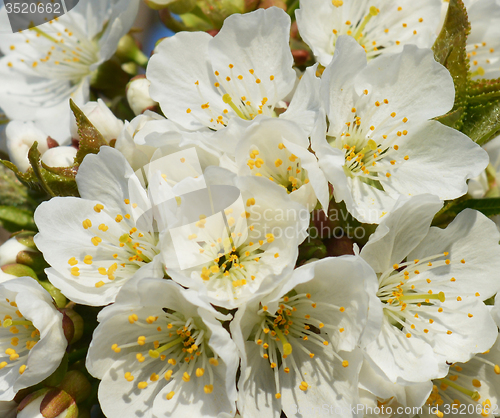 Image of Spring
