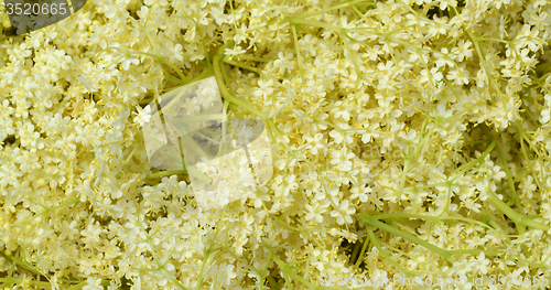 Image of Blossom elderberry