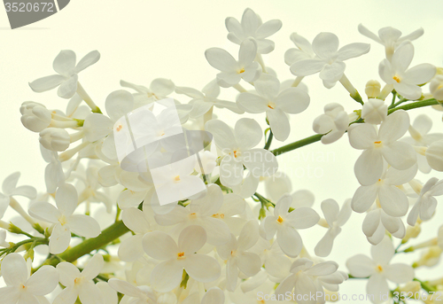 Image of White Lilac