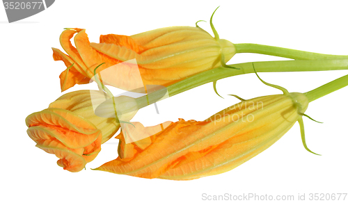 Image of Yellow courgette blossoms