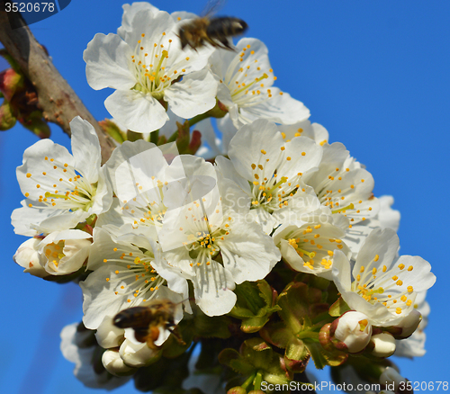 Image of Spring