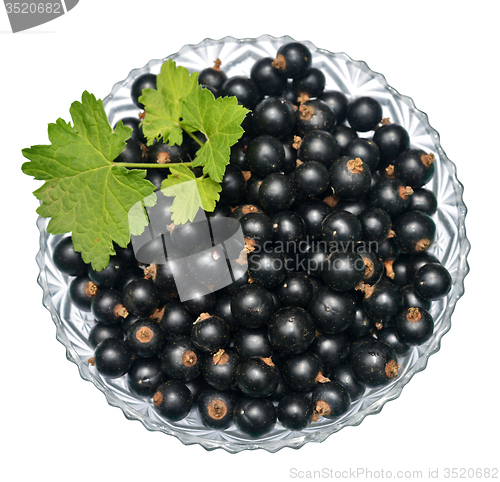 Image of Blackcurrant