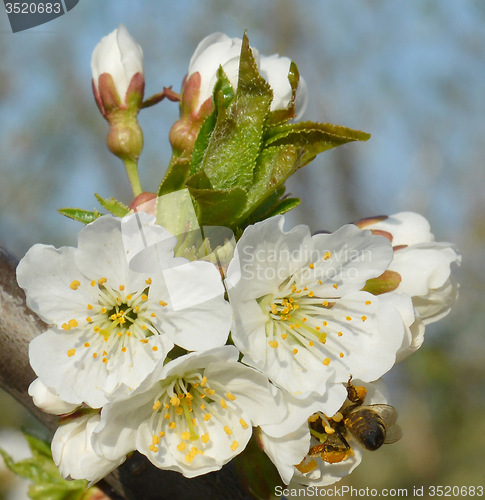 Image of Spring