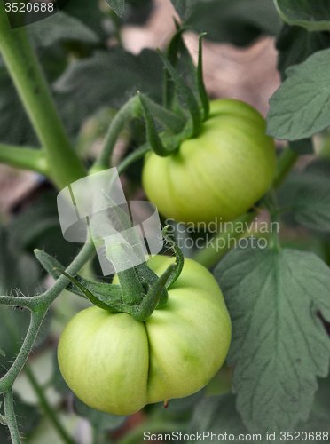Image of Green tomatoes