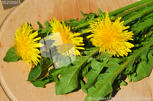 Image of Dandelion