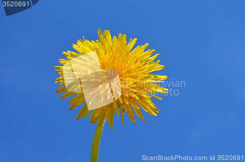 Image of Dandelion
