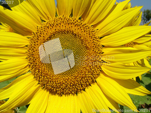 Image of Sunflower, Close up