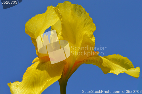 Image of Iris flower