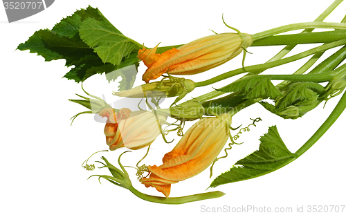 Image of Yellow courgette blossoms