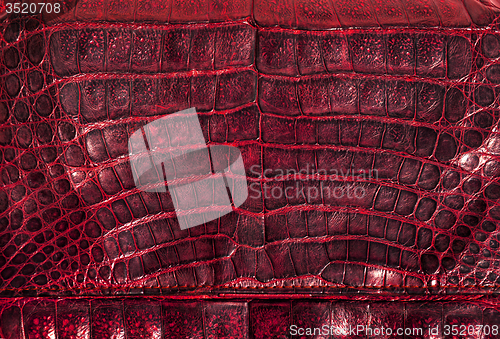 Image of Alligator leather