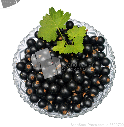 Image of Blackcurrant