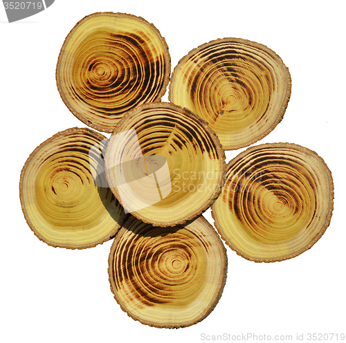 Image of Wood slices