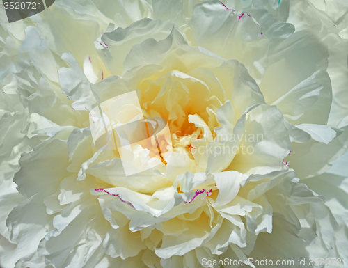 Image of White peony