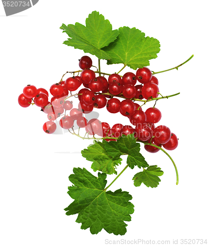 Image of Redcurrant