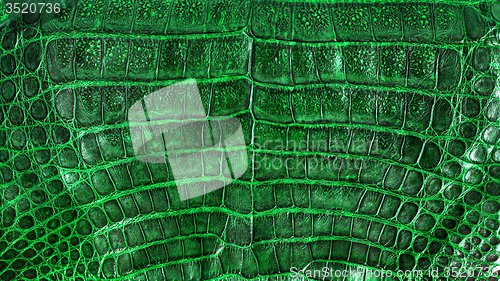 Image of Alligator leather