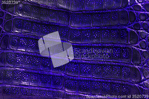 Image of Alligator leather