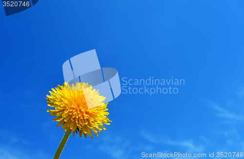 Image of Dandelion