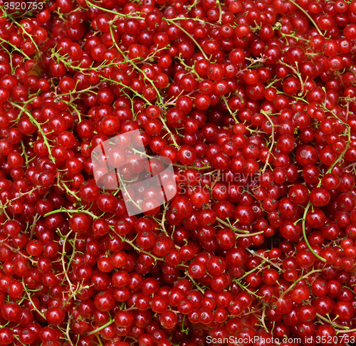 Image of Redcurrant