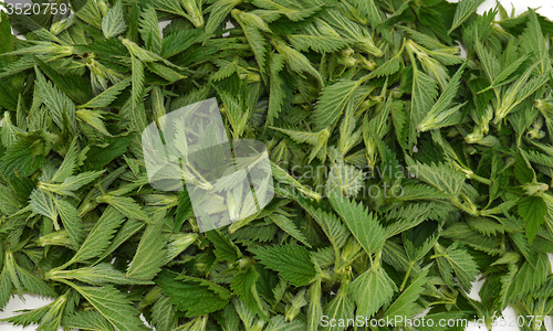 Image of Nettle tips