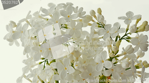 Image of White Lilac