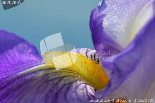 Image of Iris flower