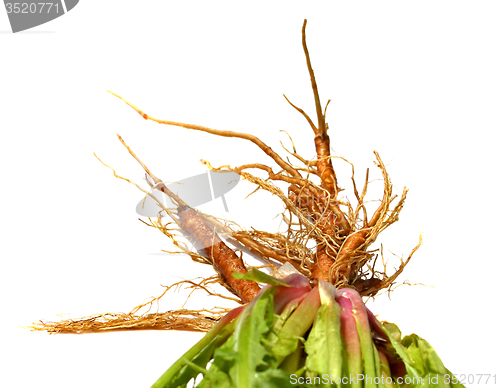 Image of Dandelion