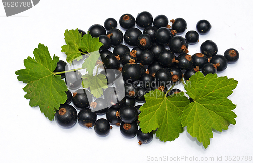 Image of Blackcurrant