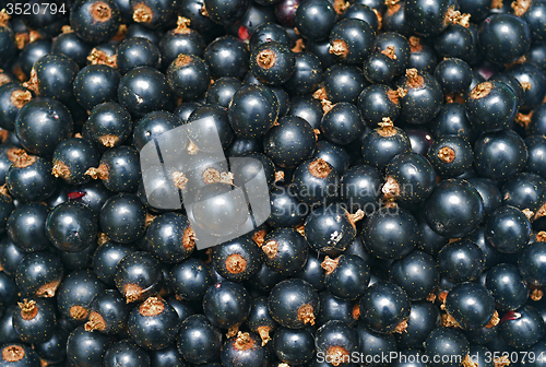 Image of Blackcurrant
