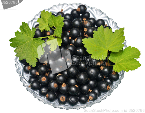 Image of Blackcurrant