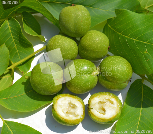 Image of Green young walnuts in husks