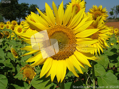 Image of Sunflower, Close up