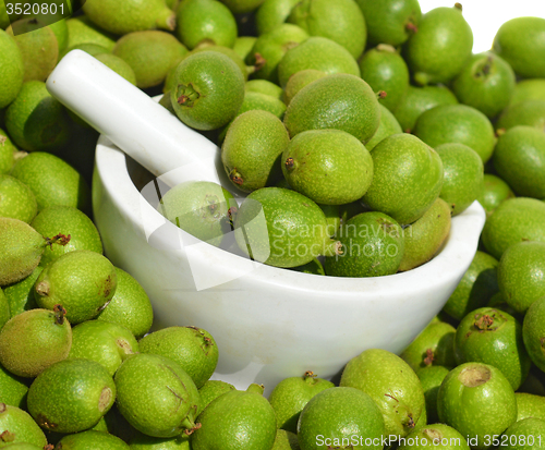 Image of Green young walnuts in husks