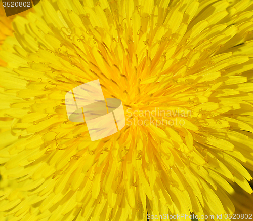 Image of Dandelion
