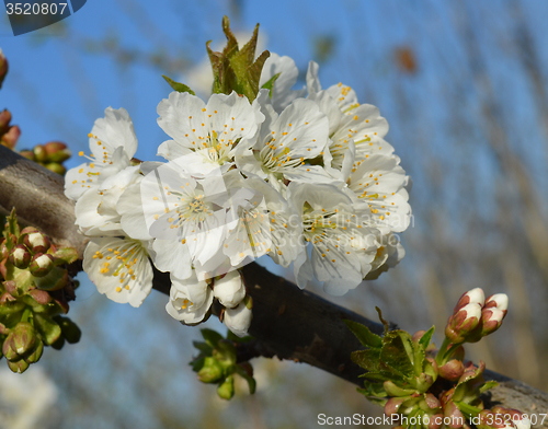 Image of Spring