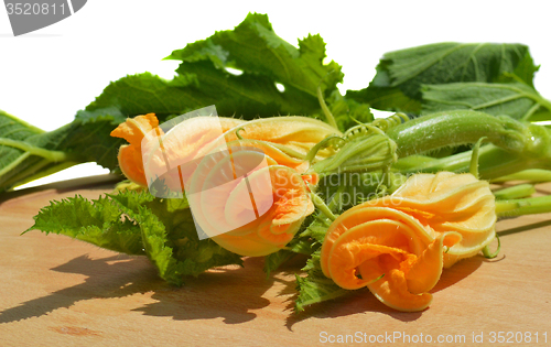 Image of Yellow courgette blossoms